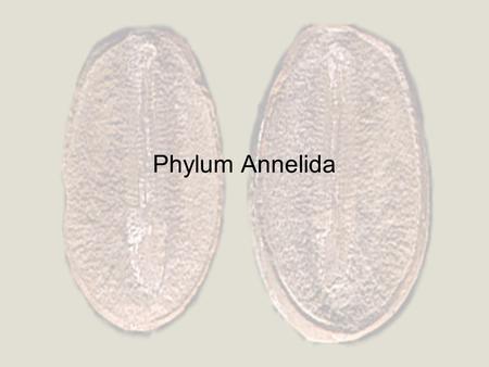 Phylum Annelida. Ancestral Traits –Coelomate –Lophotrochozoan –Protostome –Closed circulatory system –Cephalization Derived Traits –Segmentation Metamerism.