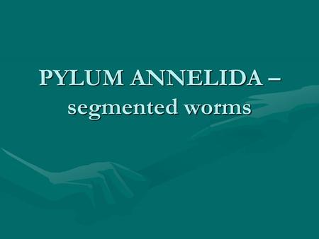 PYLUM ANNELIDA – segmented worms. Annelids Representative species – common earthwormRepresentative species – common earthworm Have a coelom – fluid filled.