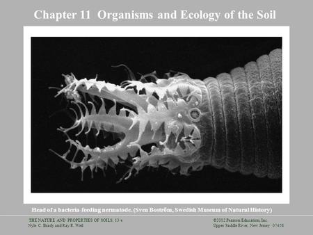 ©2002 Pearson Education, Inc. Upper Saddle River, New Jersey 07458 THE NATURE AND PROPERTIES OF SOILS, 13/e Nyle C. Brady and Ray R. Weil Chapter 11 Organisms.