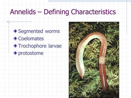 Annelids – Defining Characteristics