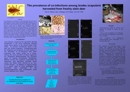 The prevalence of co-infections among Ixodes scapularis harvested from freshly slain deer Paul N. Williams, Dept. of Biology, York College, York, PA 17405.