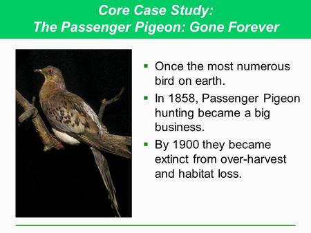 Core Case Study: The Passenger Pigeon: Gone Forever