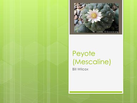 Peyote (Mescaline) Bill Wilcox.