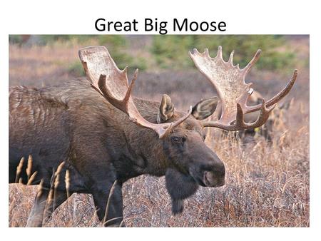 Great Big Moose. This is a repeat after me song! 我先唱, 大家跟著我唱！