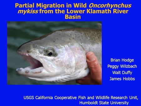 Brian Hodge Peggy Wilzbach Walt Duffy James Hobbs Partial Migration in Wild Oncorhynchus mykiss from the Lower Klamath River Basin USGS California Cooperative.