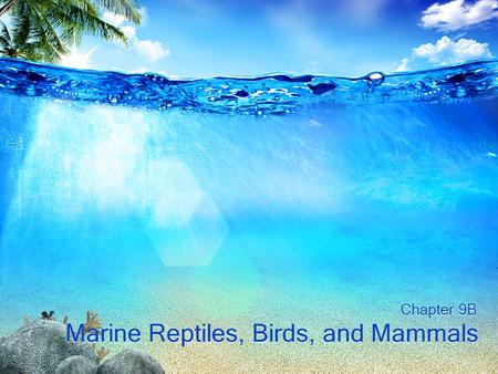 Marine Reptiles, Birds, and Mammals Chapter 9B. Biology of Marine Mammals Little is actually known about many marine mammals –Difficult or impossible.