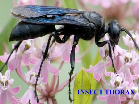 INSECT THORAX. Insect Thorax - 3 segmented ProthoraxMesothoraxMetathorax Pterothorax Anterior Posterior.