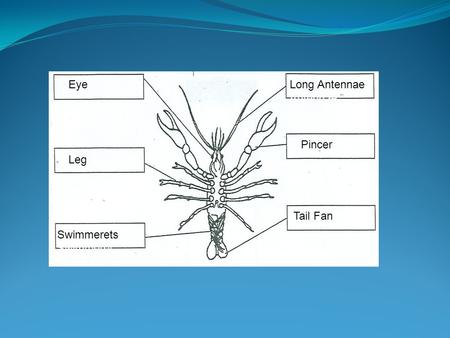 Eye Long Antennae Antennae Pincer Leg leg Tail Fan Fan