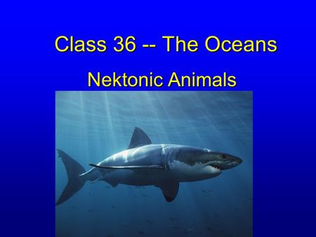 Class 36 -- The Oceans Nektonic Animals. Large shrimp (Arthropods) A few unusual molluscs –Chambered Nautilus –Cuttlefish –Squid A few INVERTEBRATES.