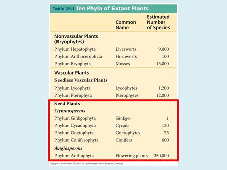 Gymnosperms (naked seeds) Diverged 150 mya, when Earth became warmer and drier and the swamp forests declined. – no swimming for the sperm. Members.