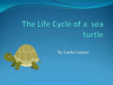 By. Laisha Gaytan. Eggs The female turtle lays eggs. They hach in 50 dys.