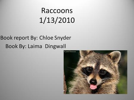 Raccoons 1/13/2010 Book report By: Chloe Snyder Book By: Laima Dingwall.