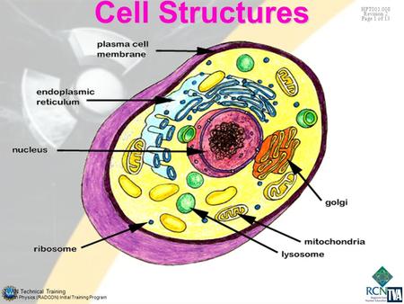 TVAN Technical Training Health Physics (RADCON) Initial Training Program HPT001.008 Revision 2 Page 1 of 13 Cell Structures.