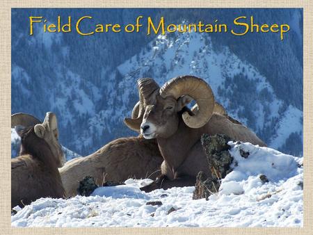 Field Care of Mountain Sheep. Avoid dragging your sheep If the sheep must be moved, roll it onto a heavy tarp before dragging Lifting the sheep is ideal.