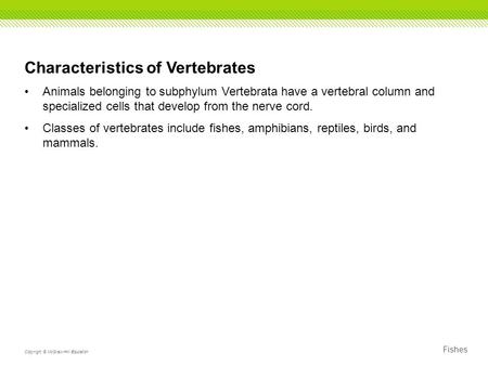 Characteristics of Vertebrates