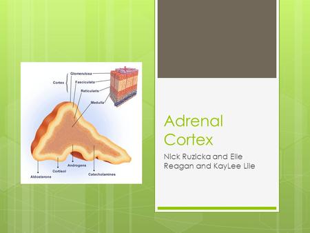 Adrenal Cortex Nick Ruzicka and Elle Reagan and KayLee Lile.