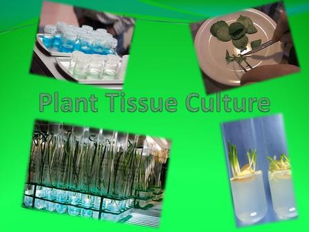 Plant Tissue Culture.