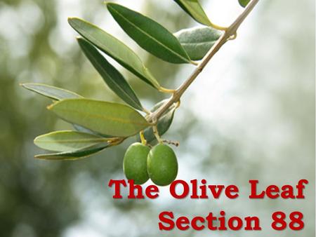 The Olive Leaf Section 88. Common Reactions Well, actually, I’m Mormon!!