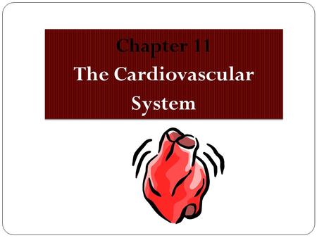 Chapter 11 The Cardiovascular System