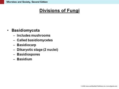 Divisions of Fungi Basidiomycota Includes mushrooms