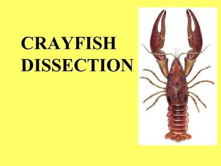 CRAYFISH DISSECTION.