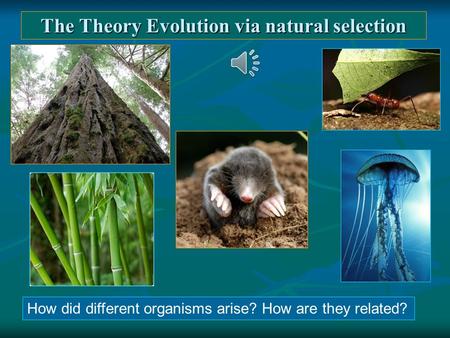 The Theory Evolution via natural selection How did different organisms arise? How are they related?