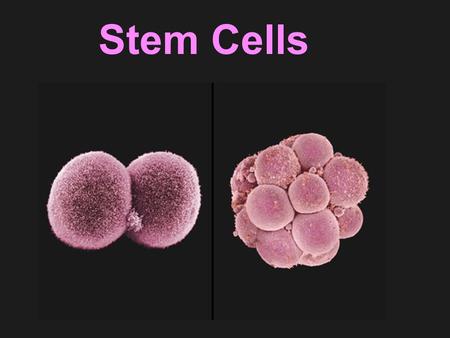 Stem Cells. Stem Cell – Definition A cell that has the ability to continuously divide and differentiate (develop) into various other kind(s) of cells/tissues.