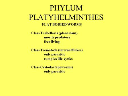 PHYLUM PLATYHELMINTHES