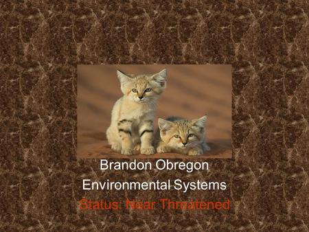 Felis Margarita “Sand Cat” Brandon Obregon Environmental Systems Status: Near Threatened.