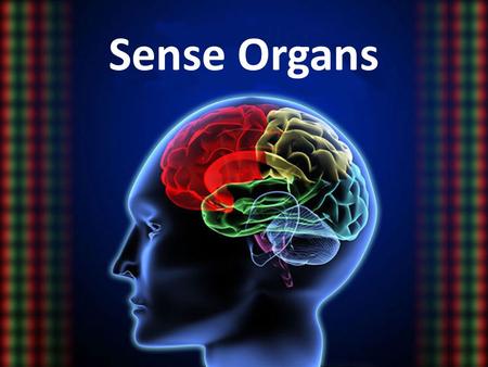 Sense Organs. 1. With reference to the example of African snail, animals are responsive to _________. (1) and (2) (2) and (3) (1), (2) and (3) (1), (2),