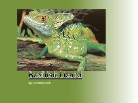 By: Olivia Harrington The Jesus Christ Lizard.