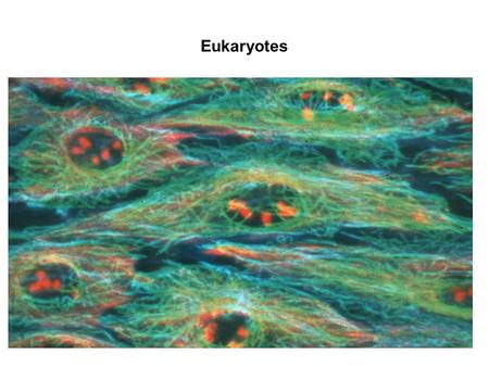 Topic 2: Cells Eukaryotes