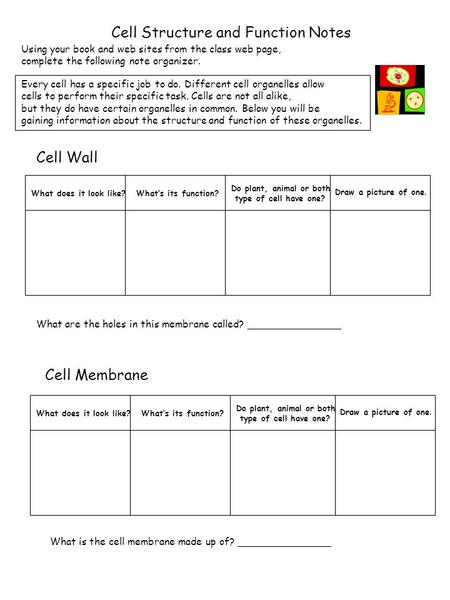 What does it look like?What’s its function? Do plant, animal or both type of cell have one? Draw a picture of one. What does it look like?What’s its function?