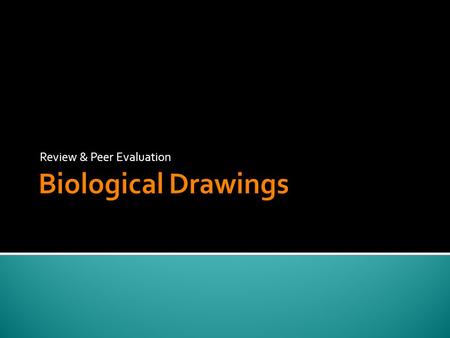 Review & Peer Evaluation. 1. Draw what you see, not what you think should be there. 2. Use pencil for diagrams, labels and titles. 3. Use clean-cut lines.