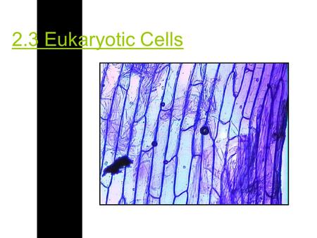 2.3 Eukaryotic Cells. 2.3.1 Draw and label a diagram of the ultrastructure of a liver cell as an example of an animal cell.