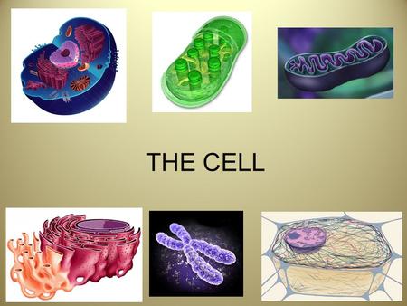 October 15, 20151 THE CELL. October 15, 20152 Animal Cell Structure Animal Cell 1.no cell wall 2.no chloroplasts 3.no central vacuole 4.has centrioles.