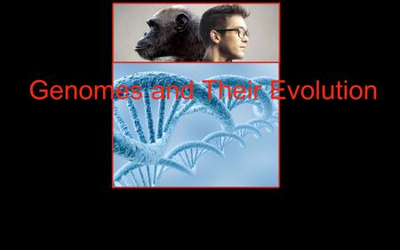 Genomes and Their Evolution. GenomicsThe study of whole sets of genes and their interactions. Bioinformatics The use of computer modeling and computational.