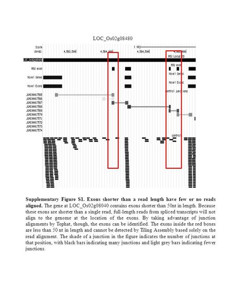 LOC_Os02g08480 Supplementary Figure S1. Exons shorter than a read length have few or no reads aligned. The gene at LOC_Os02g08040 contains exons shorter.