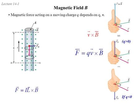 Lecture 14-1 Magnetic Field B Magnetic force acting on a moving charge q depends on q, v. (q>0) If q