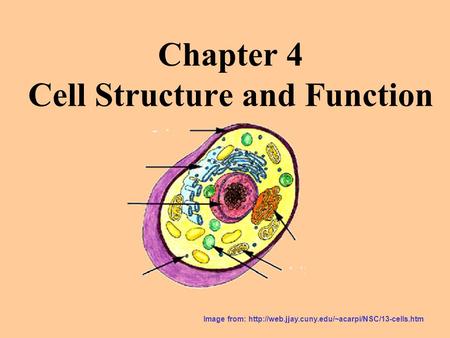 Chapter 4 Cell Structure and Function