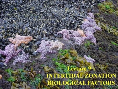 Lecture 9 – INTERTIDAL ZONATION BIOLOGICAL FACTORS.