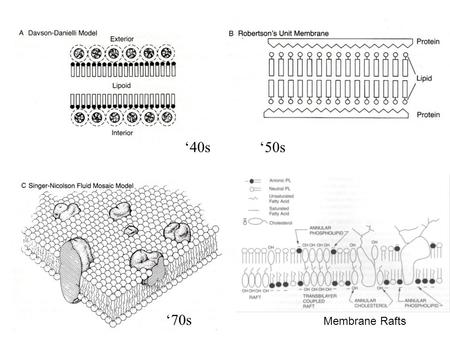 Membrane Rafts ‘70s ‘40s‘50s. Membrane Microdomains Raft is a specific type of microdomain – sphingolipid/cholesterol rich region “Separation of discrete.