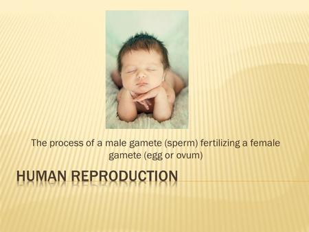 The process of a male gamete (sperm) fertilizing a female gamete (egg or ovum)