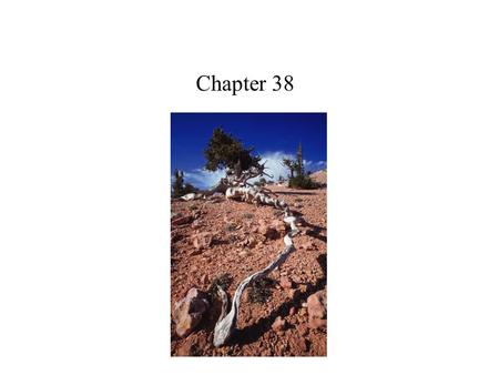 Plant Nutrition Chapter 38. Roots would starve without the sugar produced in the photosynthetic tissues of the shoot. The shoot system depends on water.