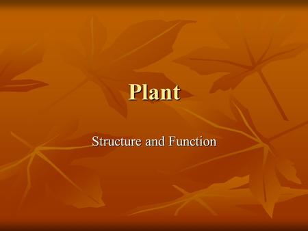 Plant Structure and Function. Angiosperm structure Root system depends on shoot for organic molecules Root system depends on shoot for organic molecules.