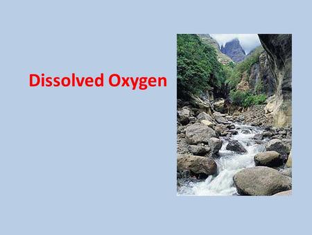 Dissolved Oxygen. CO 2 O2O2 Aquatic plants and phytoplankton (single cell floating plants) release oxygen into the water as a product of photosynthesis.