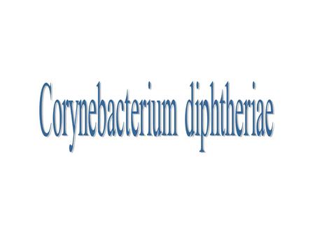 Corynebacterium diphtheriae