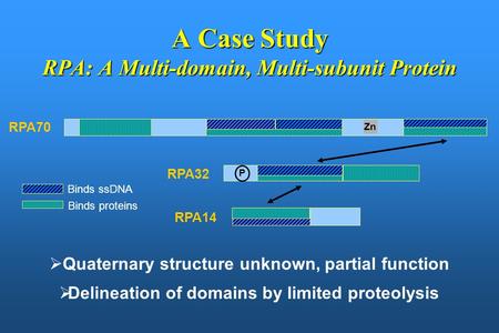 A Case Study RPA: A Multi-domain, Multi-subunit Protein RPA70 RPA32 RPA14 Zn P  Quaternary structure unknown, partial function  Delineation of domains.