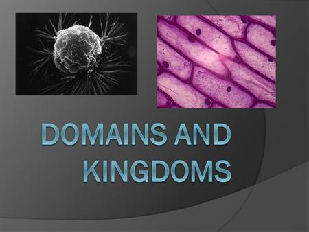 3 Domains Everything that is living Archae Eukarya Bacteria.