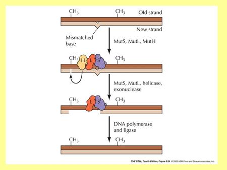 Translesion DNA Synthesis Cells bypass lesions encountered at the replication fork during DNA synthesis and correct them after replication is finished.